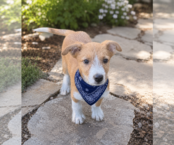 Medium Photo #3 Mutt Puppy For Sale in Phoenix, AZ, USA