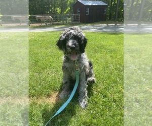 Medium Sheepadoodle