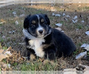 Australian Shepherd Puppy for sale in CAMDENTON, MO, USA