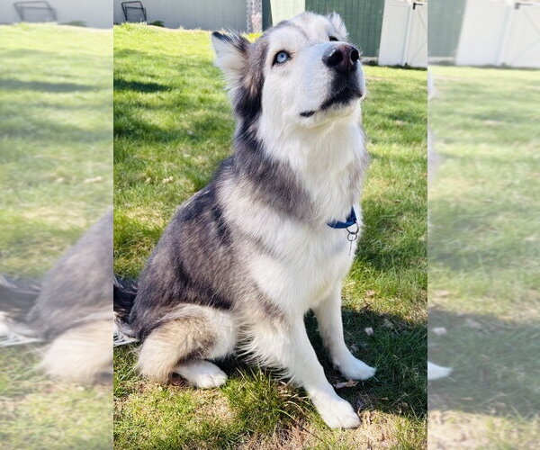 Medium Photo #12 Alaskan Malamute-Unknown Mix Puppy For Sale in Oak Bluffs, MA, USA