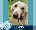 Small #2 Poodle (Standard)