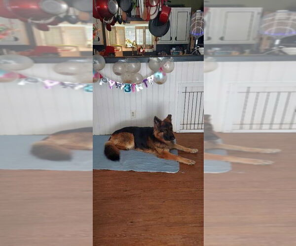 Medium Photo #66 German Shepherd Dog Puppy For Sale in LA FAYETTE, NY, USA