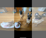 Small #17 German Shepherd Dog
