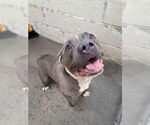 Small American Pit Bull Terrier Mix