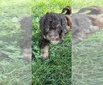 Small Photo #2 Aussiedoodle Puppy For Sale in SWANNANOA, NC, USA