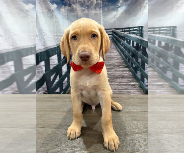 Medium Photo #3 Labrador Retriever Puppy For Sale in ALAFAYA, FL, USA
