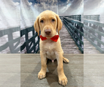 Small Photo #20 Labrador Retriever Puppy For Sale in ALAFAYA, FL, USA