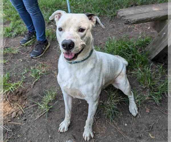 Medium Photo #5 American Pit Bull Terrier-Labrador Retriever Mix Puppy For Sale in Anniston, AL, USA