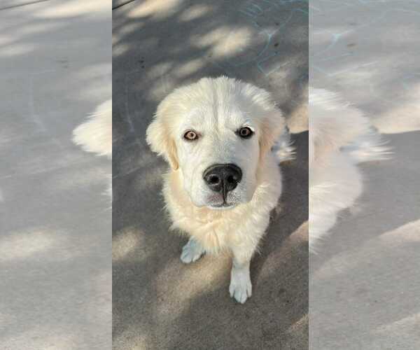 Medium Photo #1 Great Pyrenees Puppy For Sale in Bountiful, UT, USA