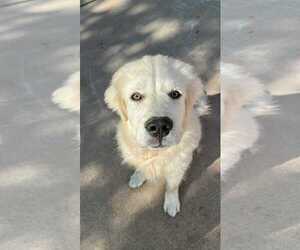 Great Pyrenees Dogs for adoption in Bountiful, UT, USA