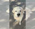 Small Great Pyrenees