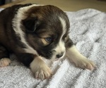 Small #3 Australian Shepherd-Miniature Australian Shepherd Mix