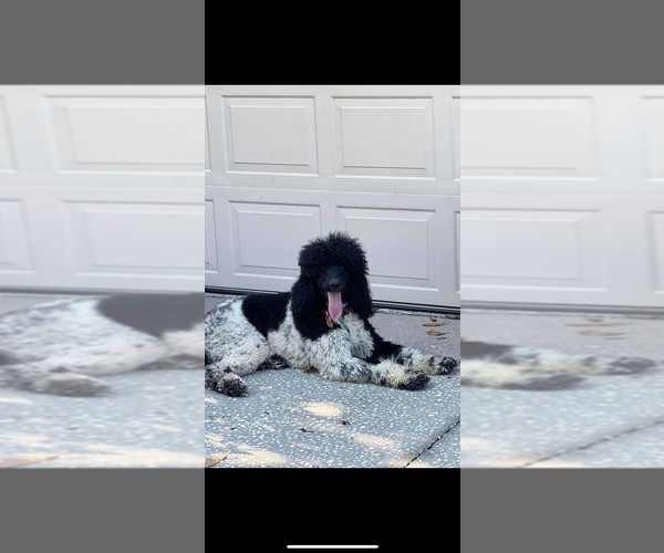 Medium Photo #1 Poodle (Standard) Puppy For Sale in BROOKER, FL, USA