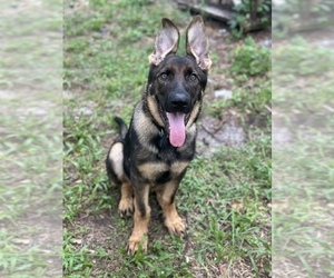 German Shepherd Dog Puppy for sale in SILVER SPRINGS, FL, USA