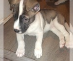 Small Photo #1 Alaskan Husky-American Pit Bull Terrier Mix Puppy For Sale in JACKSONVILLE, FL, USA