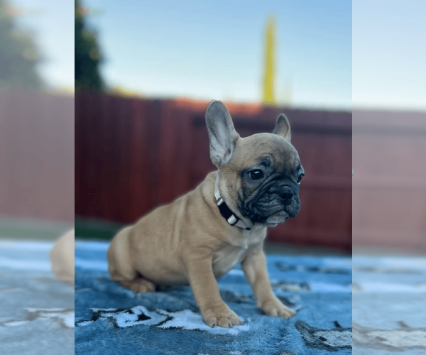 Medium Photo #1 French Bulldog Puppy For Sale in SACRAMENTO, CA, USA