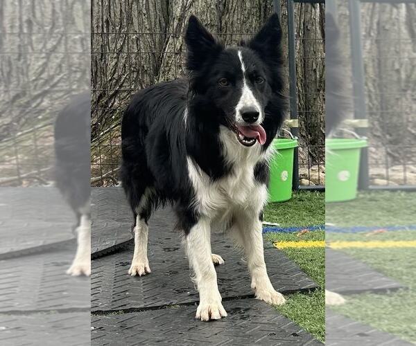Medium Photo #11 Border Collie Puppy For Sale in Highland, IL, USA