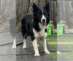 Small #10 Border Collie