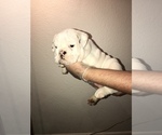 Small Photo #14 Bulldog Puppy For Sale in CHANDLER, AZ, USA