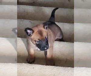 Belgian Malinois Puppy for sale in JEFFERSON CITY, MO, USA