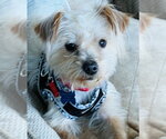 Small #5 Silky Terrier Mix