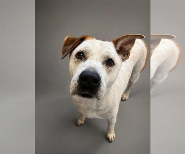 Medium Photo #10 Mutt Puppy For Sale in Rockwall, TX, USA