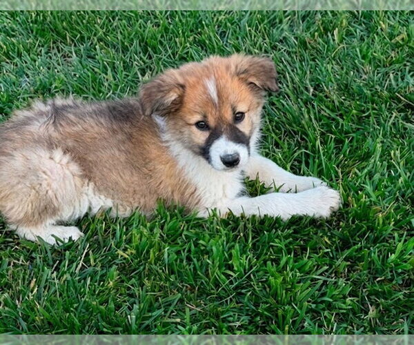 Medium Photo #3 Aussie Pyrenees Puppy For Sale in Genesee, WI, USA