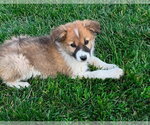 Small #2 Aussie Pyrenees