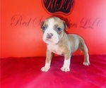 Small #2 American Bully