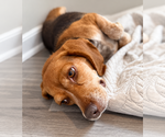 Small Photo #19 Beagle Puppy For Sale in Dunnellon, FL, USA