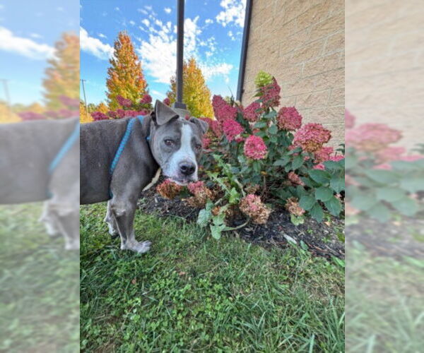 Medium Photo #3 American Pit Bull Terrier-Unknown Mix Puppy For Sale in Derwood, MD, USA