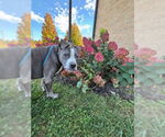 Small #2 American Pit Bull Terrier Mix