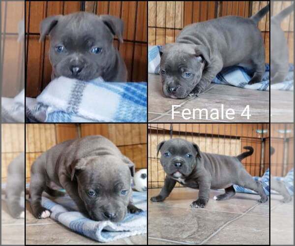 Medium Photo #7 American Bully Puppy For Sale in BILLINGS, MO, USA