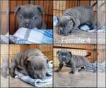 Small Photo #7 American Bully Puppy For Sale in BILLINGS, MO, USA