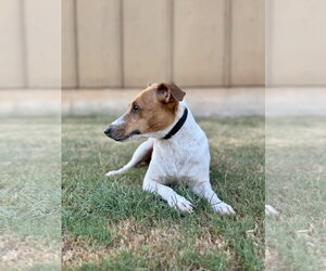 Hannah - Female Jack Russell Terrier-Unknown Mix Dog for Adoption - Photo #3