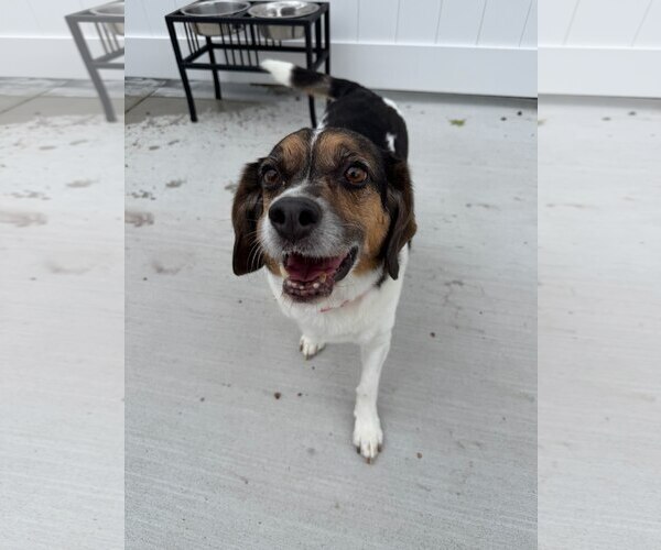 Medium Photo #1 Beagle-Unknown Mix Puppy For Sale in Lancaster, PA, USA
