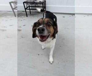 Beagle-Unknown Mix Dogs for adoption in Lancaster, PA, USA