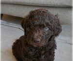 Puppy Lichen Labradoodle