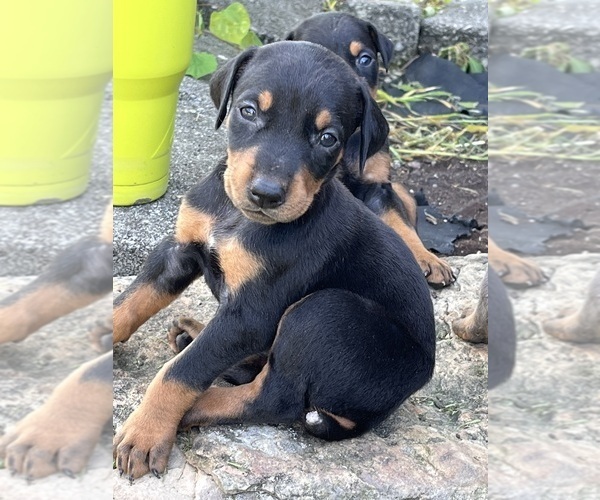 Medium Photo #18 Doberman Pinscher Puppy For Sale in CAMPTON, KY, USA