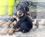 Small Photo #18 Doberman Pinscher Puppy For Sale in CAMPTON, KY, USA
