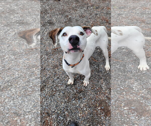 Medium Photo #6 Lab-Pointer Puppy For Sale in Rockaway, NJ, USA