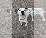 Small #5 Lab-Pointer