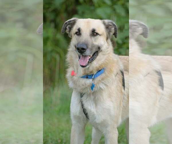 Medium Photo #1 Anatolian Shepherd-Unknown Mix Puppy For Sale in Gretna, NE, USA
