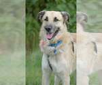 Small Anatolian Shepherd Mix