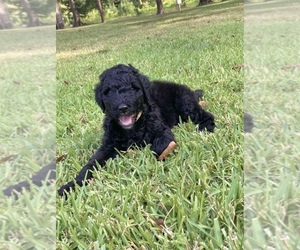 Goldendoodle-Poodle (Standard) Mix Puppy for sale in TIMPSON, TX, USA