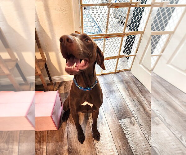 Medium Photo #3 German Shorthaired Pointer Puppy For Sale in Menlo Park, CA, USA