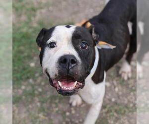 American Staffordshire Terrier-Unknown Mix Dogs for adoption in San Antonio, TX, USA