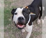 DEENA - Female American Staffordshire Terrier-Unknown Mix Dog for Adoption - Small photo