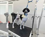 Small Poodle (Standard)