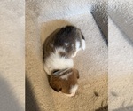 Small #4 Pembroke Welsh Corgi